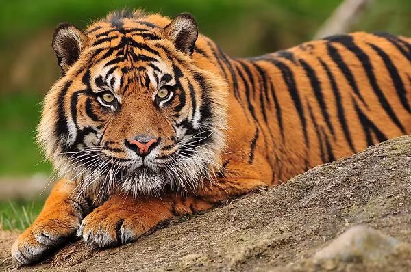 Theo Cục sinh vật biển và động vật hoang dã ở Hoa Kỳ, hiện nay, có khoảng 400 đến 500 con hổ Sumatra.