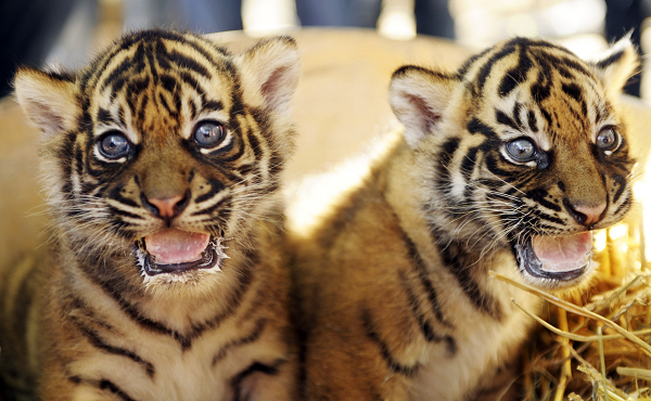 Tuy nhiên khu rừng đang bị đe dọa nghiêm trọng bởi ngành công nghiệp dầu cọ, giấy và bột giấy. Chỉ trong khoảng thời gian từ năm 2004 đến năm 2010, Bukit Tigapuluh đã mất tới 200 nghìn ha rừng.