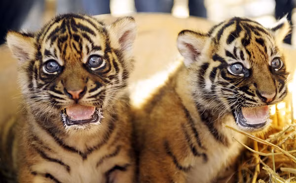 Tuy nhiên khu rừng đang bị đe dọa nghiêm trọng bởi ngành công nghiệp dầu cọ, giấy và bột giấy. Chỉ trong khoảng thời gian từ năm 2004 đến năm 2010, Bukit Tigapuluh đã mất tới 200 nghìn ha rừng.