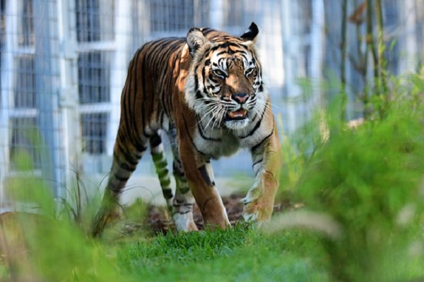 Một đặc điểm thú vị của hổ Sumatra là chúng cực kỳ thích bơi lội, có thể ngâm mình hàng giờ dưới các con suối. Tuổi thọ trung bình của loài hổ này khoảng 15-18 năm.