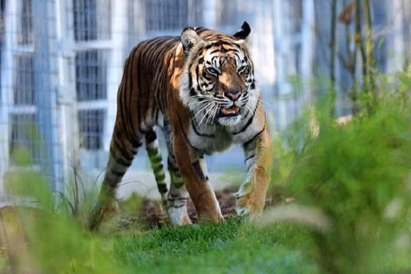 Một đặc điểm thú vị của hổ Sumatra là chúng cực kỳ thích bơi lội, có thể ngâm mình hàng giờ dưới các con suối. Tuổi thọ trung bình của loài hổ này khoảng 15-18 năm.