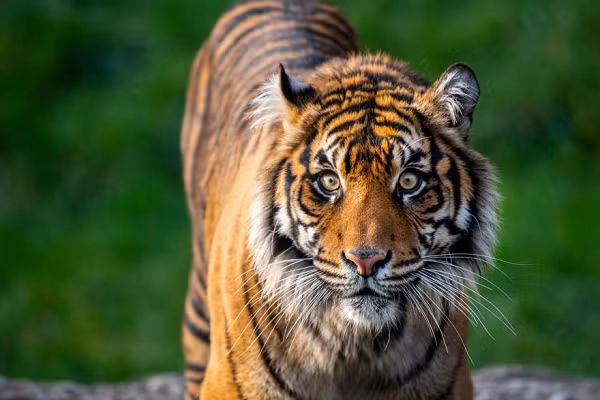 Hổ Sumatra có khứu giác cực tốt, giúp chúng theo dõi và lần theo dấu vết của con mồi. Sau đó, chúng sẽ nhẹ nhàng lẻn ra phía sau hoặc từ bên cạnh rồi đột ngột tấn công.