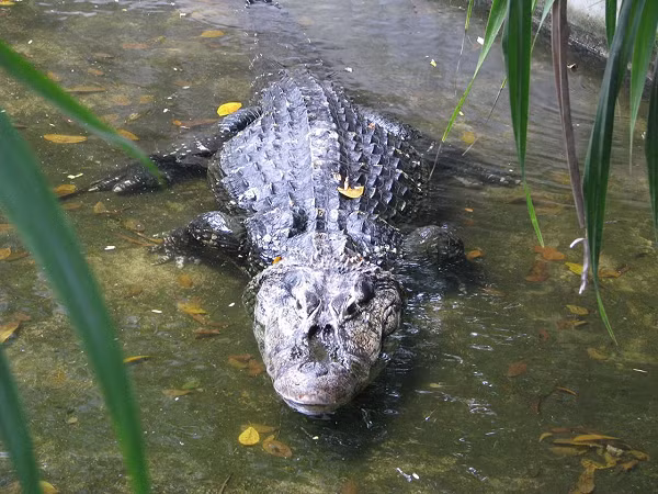 Ngoài khả năng rình mồi và lớp ngụy trang hoàn hảo, cá sấu đen Caiman còn có lực hàm cực mạnh. Chúng thường đớp rồi lôi con mồi xuống nước, lộn tròn để xé xác.