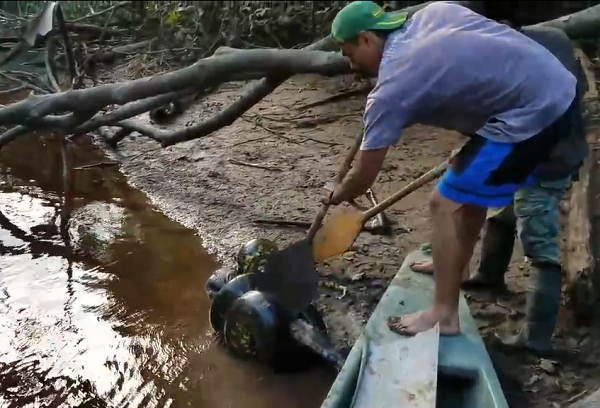 Phải loay hoay một lúc thì hai người này mới gỡ được con trăn ra, thì ra nạn nhân của nó chính là cá sấu Caiman đen (Tên khoa học: Melanosuchus niger).