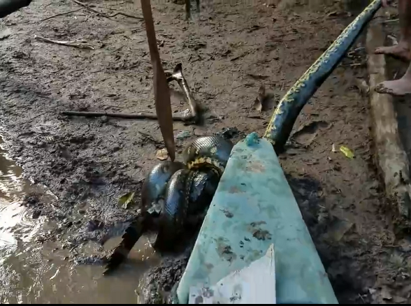 Cá sấu Caiman đen là một trong những loài cá sấu lớn nhất trên thế giới. Chiều dài cơ thể trung bình của cá sấu đen là 5 - 6m, còn cân nặng có thể lên tới hơn 1 tấn.