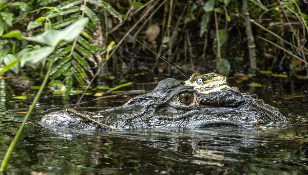 Năm 2010, nhà sinh học Deise Nishimura đã bị mất một chân khi chiến đấu với một con cá sấu đen caiman sau 8 tháng con vật này trốn dưới thuyền của bà.