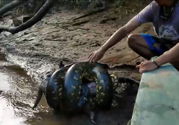 Sau một hồi quan sát. họ quyết định cứu giúp sinh vật tội nghiệp này! Hai người lấy mái chèo và cố gắng gỡ con mồi của trăn Nam Mỹ ra nhưng con trăn quấn rất chặt.