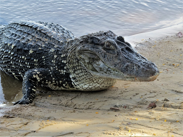 Là loài động vật ăn thịt hàng đầu ở sông Amazon, cá sấu đen Caiman có thể ăn bất cứ thứ gì ở gần chúng, bao gồm cả cá Piranha, khỉ, hươu, nai, cá rô, trăn Anaconda.