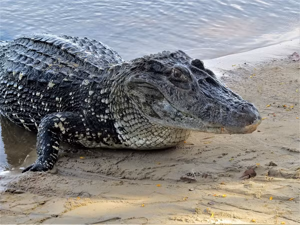 Là loài động vật ăn thịt hàng đầu ở sông Amazon, cá sấu đen Caiman có thể ăn bất cứ thứ gì ở gần chúng, bao gồm cả cá Piranha, khỉ, hươu, nai, cá rô, trăn Anaconda.