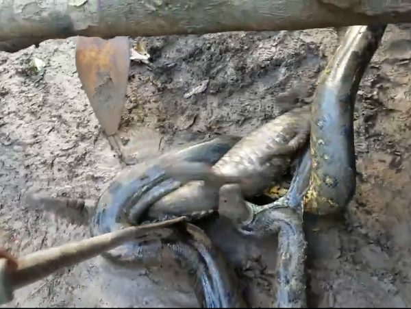 Hơn nữa, cá sấu Caiman đen có cái đầu rất lớn và nặng - yếu tố được xem là lợi thế khi chiến đấu với những con mồi cỡ lớn.