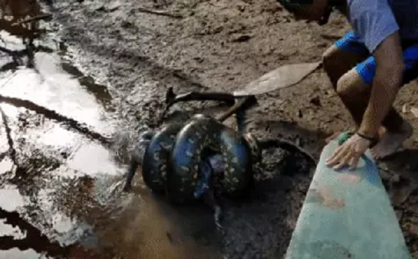 Hai người đàn ông đã phát hiện ra một con trăn Nam Mỹ (Tên khoa học: Eunectes murinus) đang cuộn chặt lấy con mồi ở con sông Zabalo, Ecuador.
