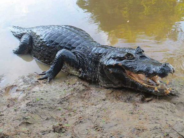 Cá sấu Caiman đen có chế độ ăn rộng, chúng ăn cá, các loài bò sát khác cũng như các loài gặm nhấm.