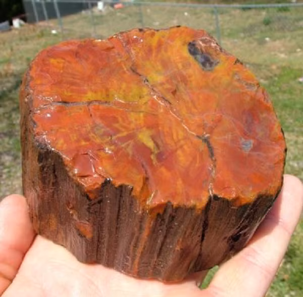 Gỗ hóa thạch rất cứng, có thể sử dụng làm đồ mỹ nghệ. Với những khúc to, người ta có thể cưa ra làm bàn, ghế vì nó không bị mưa gió hay thời tiết làm cho hư hỏng, mục nát.