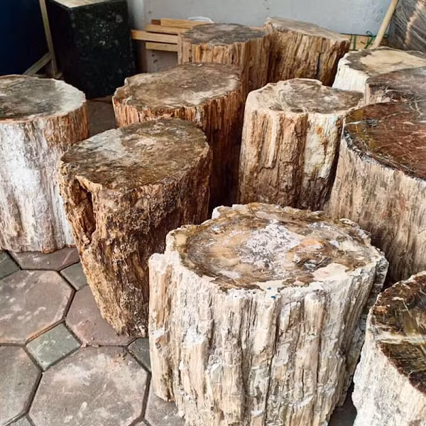 Trải qua quá trình biến đổi địa chất, các loại cây bị chôn vùi xuống lòng đất và hóa đá, cũng có khi biến thành than đá. Khi gặp điều kiện thuận lợi, nhất là những khu vực đất có chứa silic SiO2 và ngấm vào các thớ gỗ và khiến cho gỗ cứng như đá. Loại đá này có độ cứng tương đương với đá mã não hay đá chalcedony.