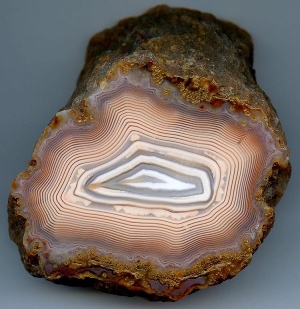 Gỗ hóa thạch được hình thành với nhiều màu sắc khác nhau nhưng thường gặp nhất là: xám, xám trắng, cam, đỏ, vàng, đen nâu, phớt đen… Màu sắc trên đá gỗ hóa thạch không cố định một màu. Những màu này có thể hòa cùng nhau và tạo nên một sắc thái đặc biệt.