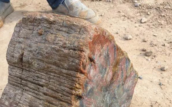 Sau khi lão Lưu đem về nhà, hàng xóm xung quanh khi hay tin đều kéo tới xem. Người thì cho rằng đây chỉ đá bình thường có hình thù độc đáo, ý kiến khác thì lại bảo đây là gỗ đá hóa thạch.