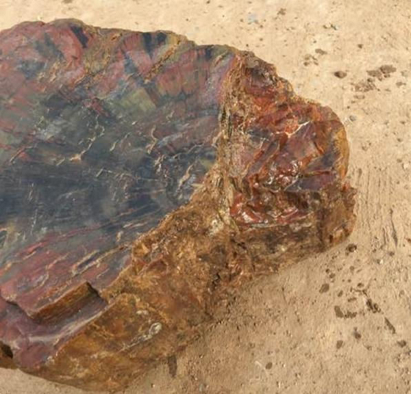 Một ngày, Lão lưu lên núi để đốn củi về dùng, tuy nhiên trên đường về lại vô tình phát hiện một khối gỗ khổng lồ. Ông vui mừng định mang về nhưng khi đến gần mới nhận ra khối gỗ đó là một phiến đá.