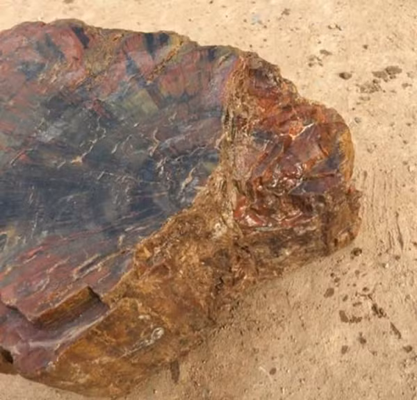 Một ngày, Lão lưu lên núi để đốn củi về dùng, tuy nhiên trên đường về lại vô tình phát hiện một khối gỗ khổng lồ. Ông vui mừng định mang về nhưng khi đến gần mới nhận ra khối gỗ đó là một phiến đá.