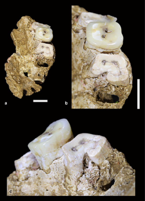 Các mảnh hài cốt chủ yếu là các phần xương hàm và được kỳ vọng sẽ giúp trả lời câu hỏi: có phải đó là thời điểm người Homo sapiens đã đến vùng Wallacea và gặp gỡ người Denisovans?
