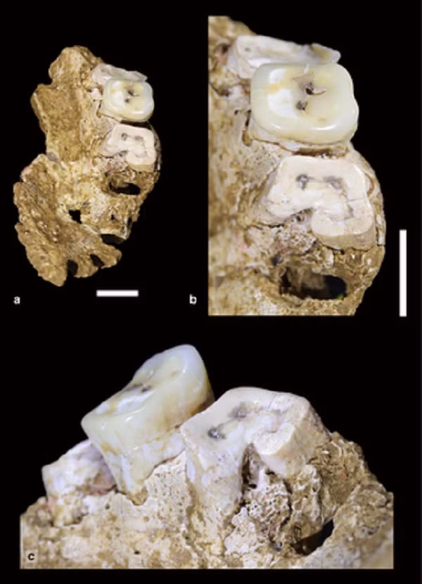 Các mảnh hài cốt chủ yếu là các phần xương hàm và được kỳ vọng sẽ giúp trả lời câu hỏi: có phải đó là thời điểm người Homo sapiens đã đến vùng Wallacea và gặp gỡ người Denisovans?