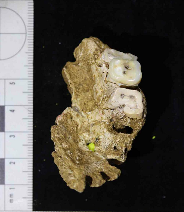 Khoảng 600.000-744.000 năm về trước, một dòng giống mang tên Homo heidellbergensis thuộc chi Người (Homo) bắt đầu phân tách. Một nhóm nhanh chóng tiến hóa thành người Denisovans và người Neanderthals.