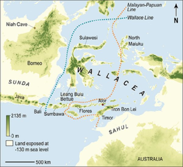 Lần theo manh mối từ 2 báu vật này, các nhà khảo cổ từ Úc và Indonesia đã khai quật được các mảnh hài cốt người hóa thạch cổ xưa nhất: 25.000 năm tuổi.