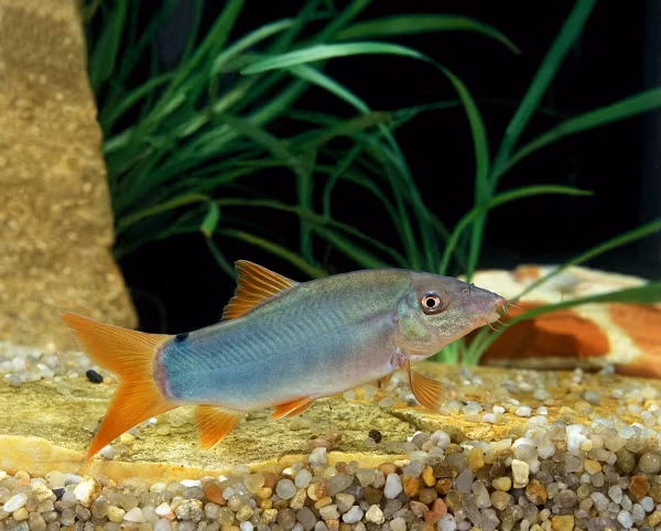 Cá heo có chất lượng thịt thơm, ngon, béo ngậy nên được người dân trong vùng ưa thích với các món ăn rất đặc trưng của vùng sông nước đồng bằng sông Cửu Long như món cá kho tiêu ăn với cơm cháy, cá nướng muối ớt…