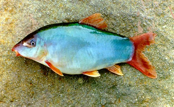 So với các loại cá nước ngọt, cá heo đuôi đỏ cho hiệu quả kinh tế khá cao. Để cá heo phát triển tốt, lồng bè phải được đặt những nơi nước sạch và có dòng chảy mạnh. Thức ăn chủ yếu cho cá heo là cá xay nhuyễn hoặc thức ăn viên có kích thước nhỏ.