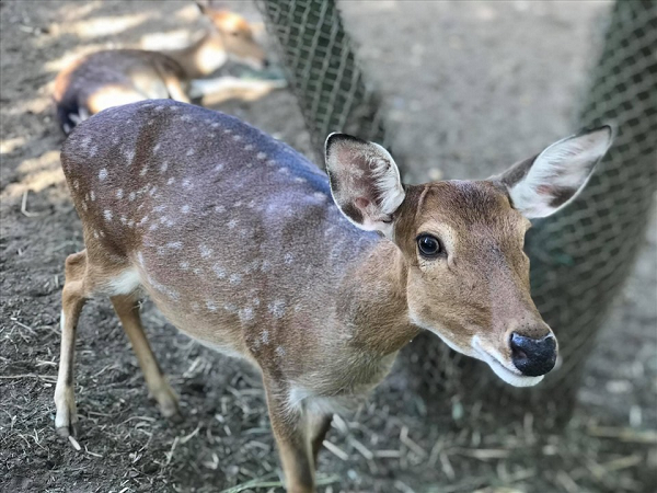 Trong tự nhiên, báo tuyết, báo đốm và khỉ đột cũng nhiễm virus SARS-CoV-2. Bên cạnh đó, bài viết cũng đề cập đến virus SARS-CoV-2 đang lan rộng khó kiểm soát.