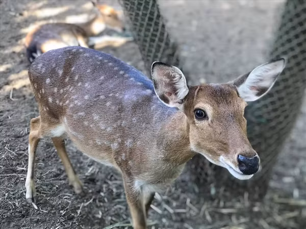 Trong tự nhiên, báo tuyết, báo đốm và khỉ đột cũng nhiễm virus SARS-CoV-2. Bên cạnh đó, bài viết cũng đề cập đến virus SARS-CoV-2 đang lan rộng khó kiểm soát.