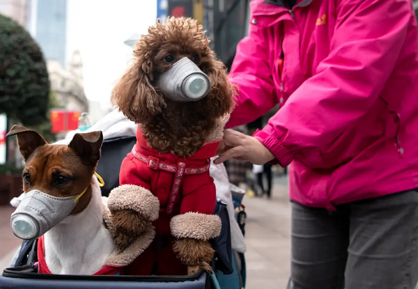 Sự phân bố địa lý rộng và quần thể đông (khoảng 30 triệu) của hươu đuôi trắng ở Bắc Mỹ đã làm tăng nguy cơ virus SARS-CoV-2 ở động vật hoang dã sẽ lây ngược trở lại con người.