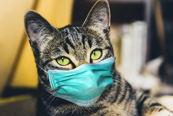 Tuy nhiên CDC Trung Quốc cảnh báo, đây chỉ là phần nổi của tảng băng chìm vì hầu hết các loài động vật hoang dã sống trên cạn chưa được xét nghiệm virus SARS-CoV-2.