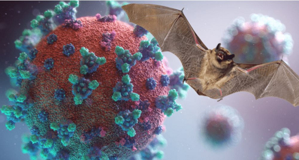 Các nghiên cứu cũng cho thấy một số loài động vật có thể nhạy cảm với SARS-CoV-2, chẳng hạn như dơi ăn quả Ai Cập (Rousettus aegyptiacus) và chuột hươu Bắc Mỹ (Peromyscus maniculatus).