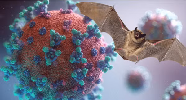 Các nghiên cứu cũng cho thấy một số loài động vật có thể nhạy cảm với SARS-CoV-2, chẳng hạn như dơi ăn quả Ai Cập (Rousettus aegyptiacus) và chuột hươu Bắc Mỹ (Peromyscus maniculatus).
