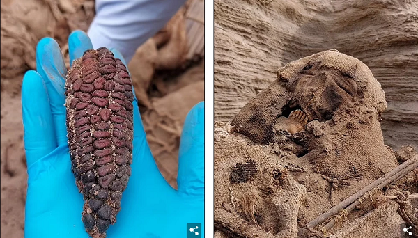 Đây không phải là lần đầu tiên công ty khí đốt Calidda đào được mộ cổ. Trong 2 thập kỉ gần đây, trong lúc xây dựng các đường ống dẫn khí đốt trên khắp thủ đô Lima, họ đã phát hiện được rất nhiều, có thể nói là cả một kho tàng lịch sử bên dưới lòng đất.