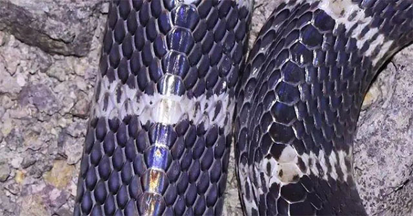 Vì vậy, khi một người bị cắn, cơn đau sẽ tương đối nhẹ, thậm chí có người không cảm nhận được. Song nếu không được tiêm huyết thanh chống độc kịp thời, người bị cắn chắc chắn sẽ không thể cứu chữa.