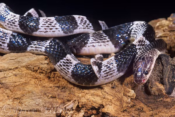 Vài giờ sau, một lượng lớn β-neurotoxin tác động trực tiếp lên màng trước synap của dây thần kinh vận động, ngăn chặn sự giải phóng acetylcholin, khiến cơ xương mất chức năng co dãn và chuyển thành liệt liên tục, cuối cùng dẫn đến suy hô hấp. Quá trình này xảy ra rất nhanh và dữ dội.