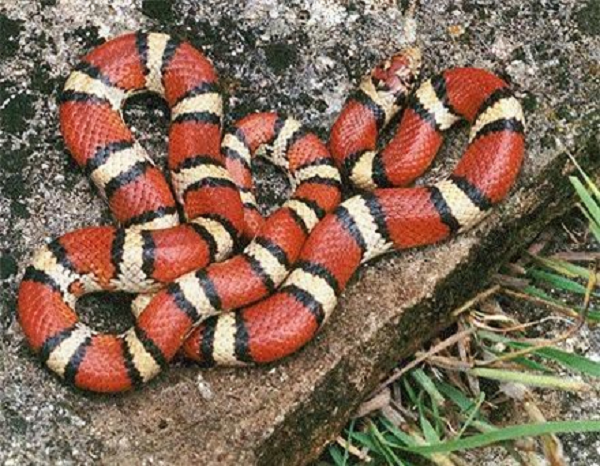 LD50 của loài rắn gió núi có lượng nọc độc lớn nổi tiếng ở khoảng 0,35mg/kg, nhưng cũng chỉ tương đương với 1/4 lượng độc tính của rắn san hô.