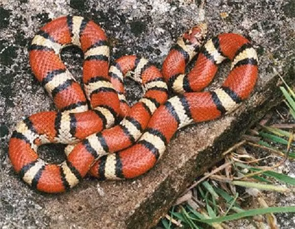 LD50 của loài rắn gió núi có lượng nọc độc lớn nổi tiếng ở khoảng 0,35mg/kg, nhưng cũng chỉ tương đương với 1/4 lượng độc tính của rắn san hô.