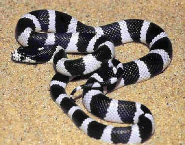 Để đo độc tính của nọc rắn, người ta dùng đến LD50 (liều gây chết 50%, một liều cần thiết để giết chết phân nửa số cá thể được dùng làm thí nghiệm trong một thời gian thí nghiệm cho trước) làm chỉ số tham chiếu để đo độc tính.