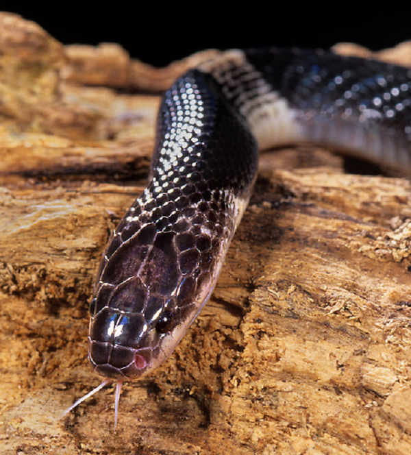 Từ đó ngăn chặn sự dẫn truyền chất dẫn truyền thần kinh, khiến người bị thương có biểu hiện buồn ngủ, cơ thể cứng đờ, chảy dãi, co thắt các cơ và các phản ứng khác, khối thần kinh tại thời điểm này có thể đảo ngược.