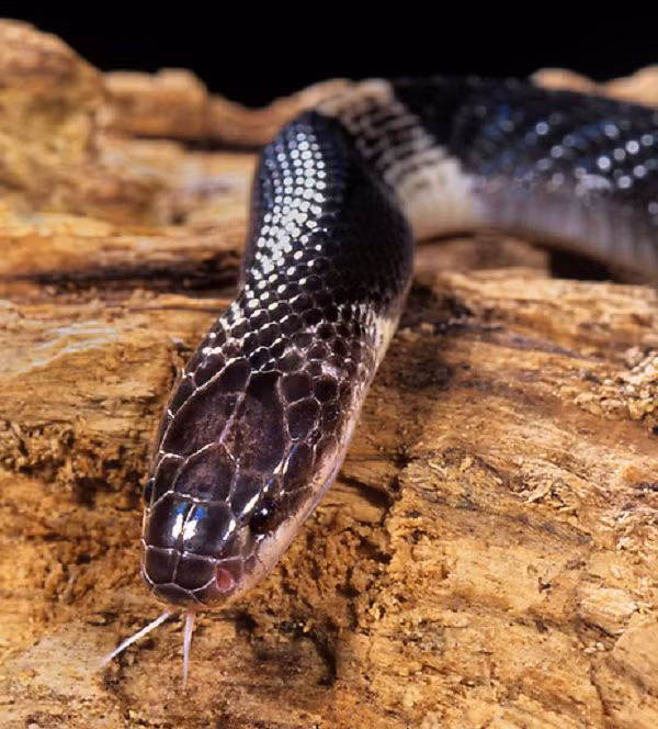 Từ đó ngăn chặn sự dẫn truyền chất dẫn truyền thần kinh, khiến người bị thương có biểu hiện buồn ngủ, cơ thể cứng đờ, chảy dãi, co thắt các cơ và các phản ứng khác, khối thần kinh tại thời điểm này có thể đảo ngược.