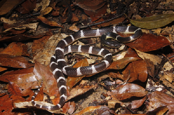 Giai đoạn đầu bị rắn san hô cắn, chất độc thần kinh α có trọng lượng phân tử nhỏ trước hết liên kết với các thụ thể acetylcholine tại các điểm nối thần kinh cơ.