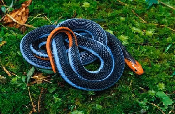 Theo số liệu thí nghiệm của nọc rắn san hô, LD50 của nọc rắn san hô đối với chuột là 0,09-0,108 mg/kg (tiêm dưới da), 0,113 mg/kg (tiêm tĩnh mạch) và 0,08 mg/kg (tiêm trong phúc mạc).