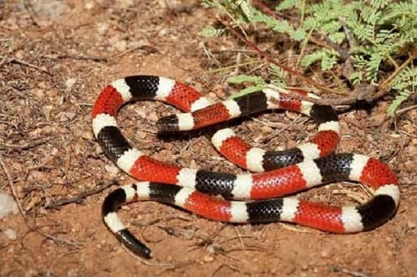 Trừ khi bị uy hiếp, rắn san hô sẽ không chủ động tấn công người. Hai chiếc răng nanh của rắn san hô tương đối nhỏ, những chiếc răng khác cũng không nhọn nên chúng không thể cắn xuyên qua da người quá sâu.