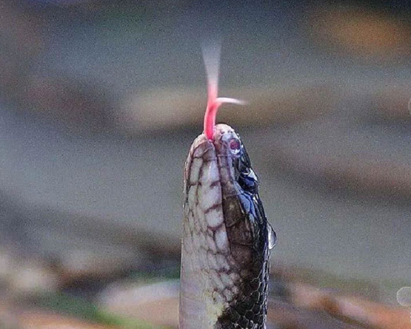 Khi bị rắn san hô cắn, hãy chụp ảnh con rắn đó hoặc mang xác rắn đến bệnh viện để nhận dạng, tiêm huyết thanh kháng nọc độc càng sớm càng tốt.