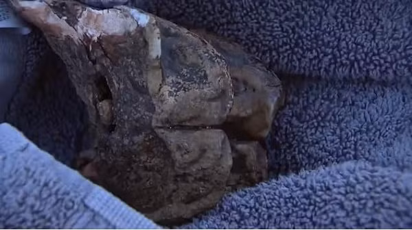 Mẩu hóa thạch chưa được xác định niên đại chính xác, nhưng nó chắc chắn phải có độ tuổi tối thiểu là 11.000 năm, và có thể là cổ xưa hơn rất nhiều.