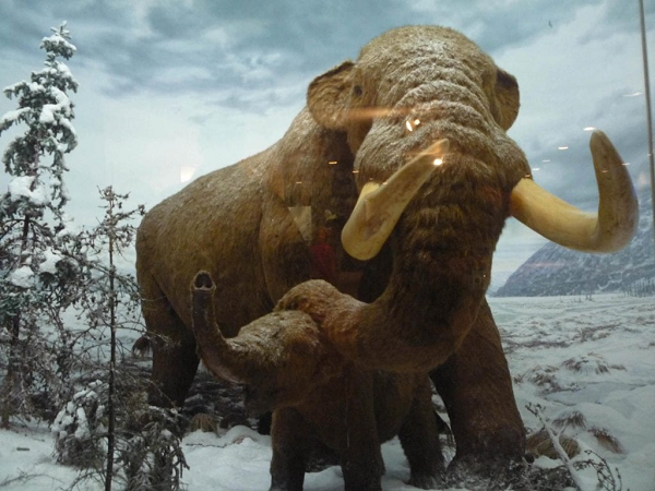 Cấu trúc xã hội của loài voi răng mấu đã xuống cấp nghiêm trọng do con đực trưởng thành bị giết chết và theo quan điểm của tôi thì hình thức này là một phần của quá trình tuyệt chủng.