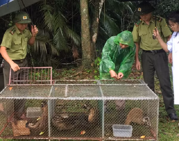 Ngày 27/10/2021, Vườn Quốc gia Vũ Quang đã tiếp nhận 5 cá thể cầy quý hiếm từ Hạt Kiểm lâm Hương Sơn. Trong đó có 2 cá thể cầy vòi hương (tên khoa học là Paradoxurus hermaphroditus), 3 cá thể cầy vòi mốc (tên khoa học Paguma larvata).