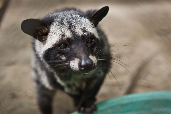 Mặt cầy voi mốc xám đen có các đốm trắng bên má và bên mắt. Bốn vó chân đen, bụng xám, Đuôi dài, phần mặt trên gốc đuôi đen điểm vàng nhạt, mặt dưới vàng đất. Phần ngoài đuôi đen.